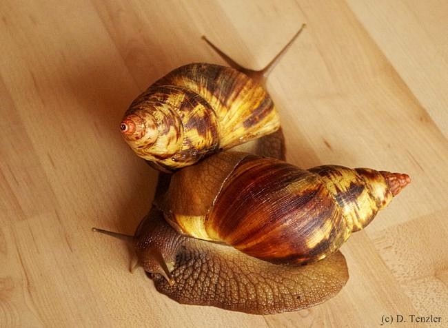 Achatschnecken - Fotoblog