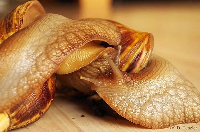 Achatschnecken - Fotoblog