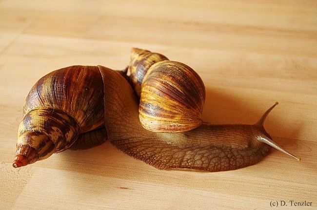 Achatschnecken - Fotoblog