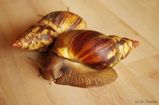 Achatschnecken - Fotoblog