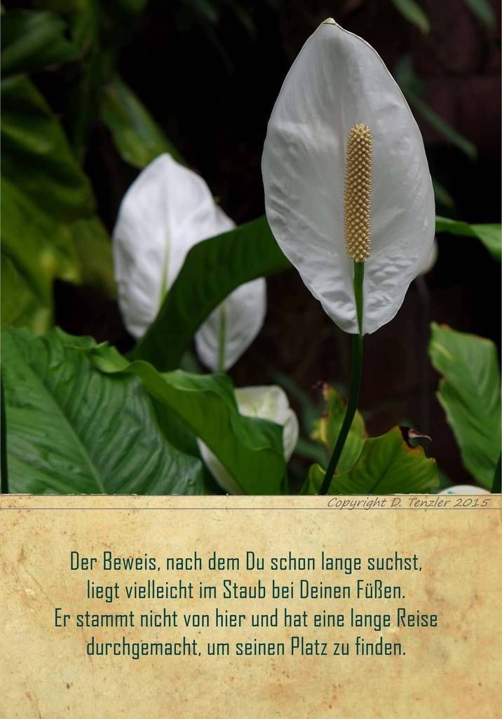 (935) tägliche Fotos – daily photo