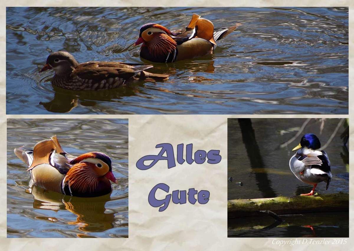 Wer ist der Begabteste? Ist es der, der alles alleine kann, oder derjenige, der es schafft, sich helfen zu lassen? - Who is the most talented? Is it the one who can all alone, or one who manages to seek help? - ¿Quién es el más talentoso? Es el único que puede solo, o uno que maneja a buscar ayuda?