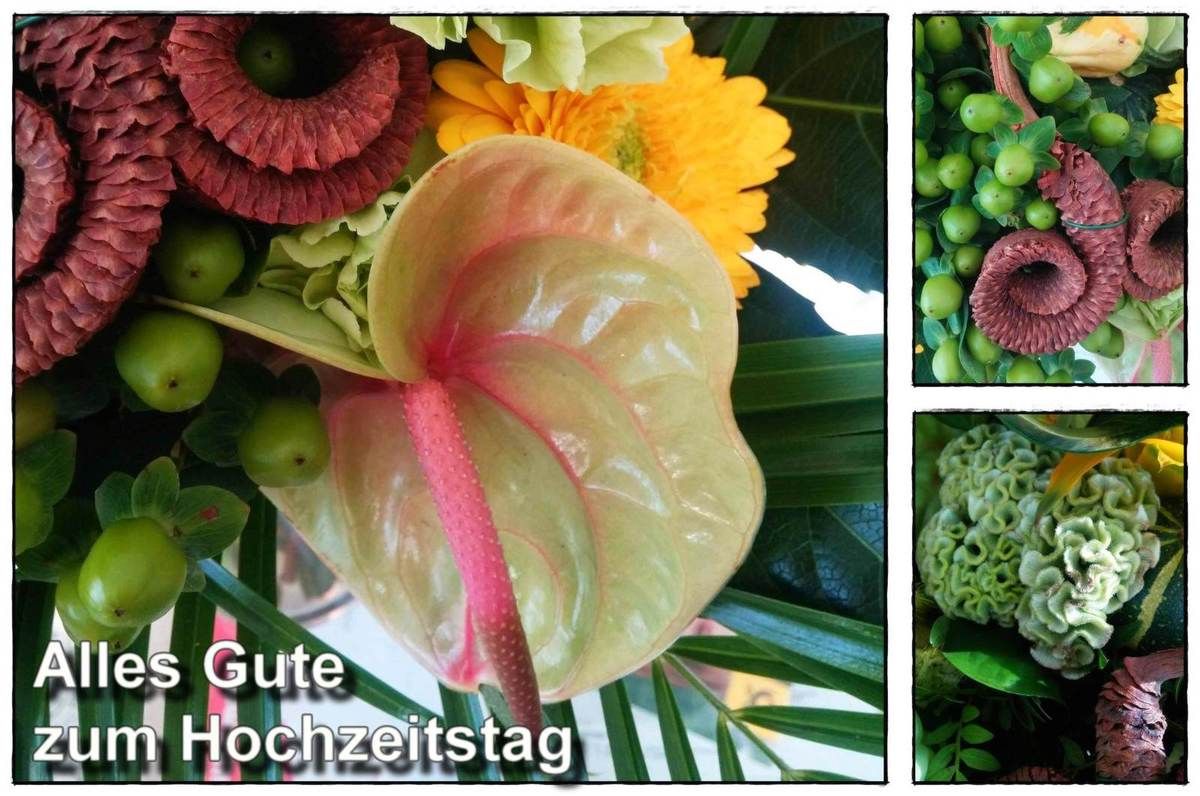 (1358) tägliche Fotos – daily photo 12.9.2016 – Herbst und Blüten