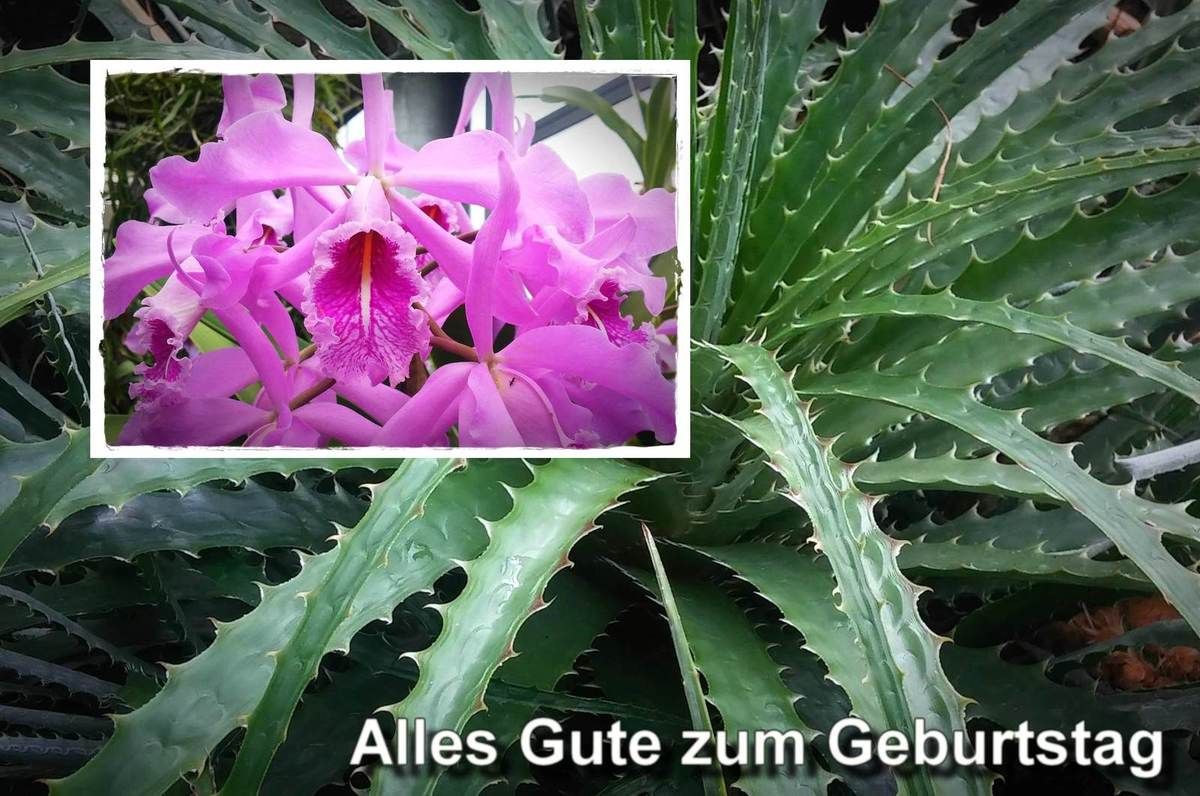 (1375) tägliche Fotos – daily photo 29.9.2016 – Alles Gute zum Geburtstag