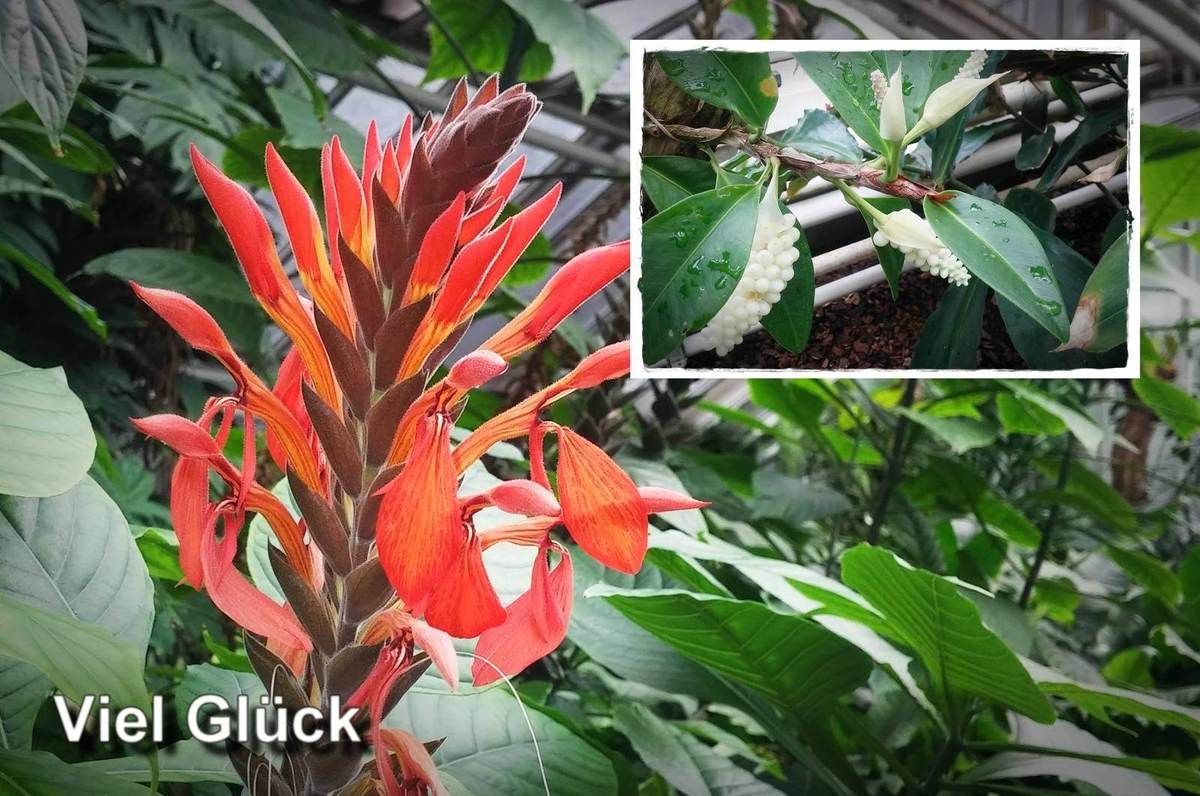 (1376) tägliche Fotos – daily photo 30.9.2016 – Postkarte „Viel Glück“