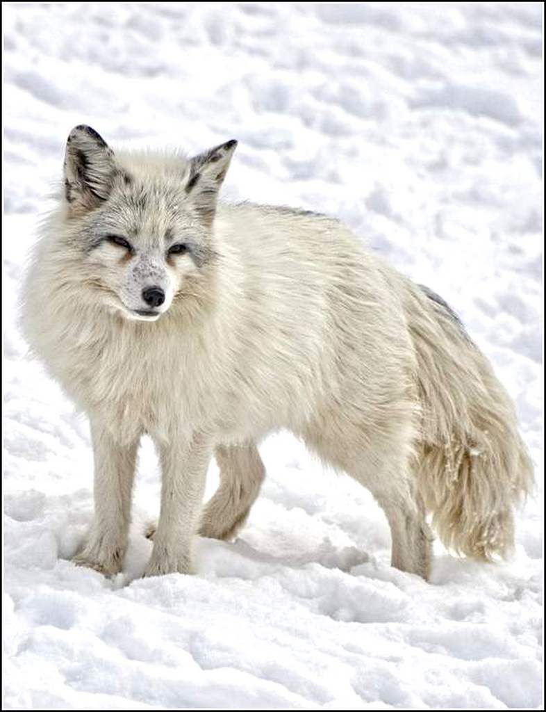 Animaux sauvages - renard arctique