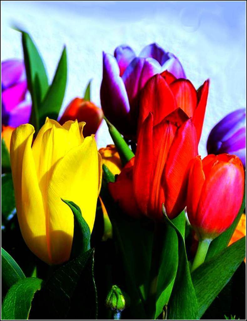 Les couleurs en images - tulipes