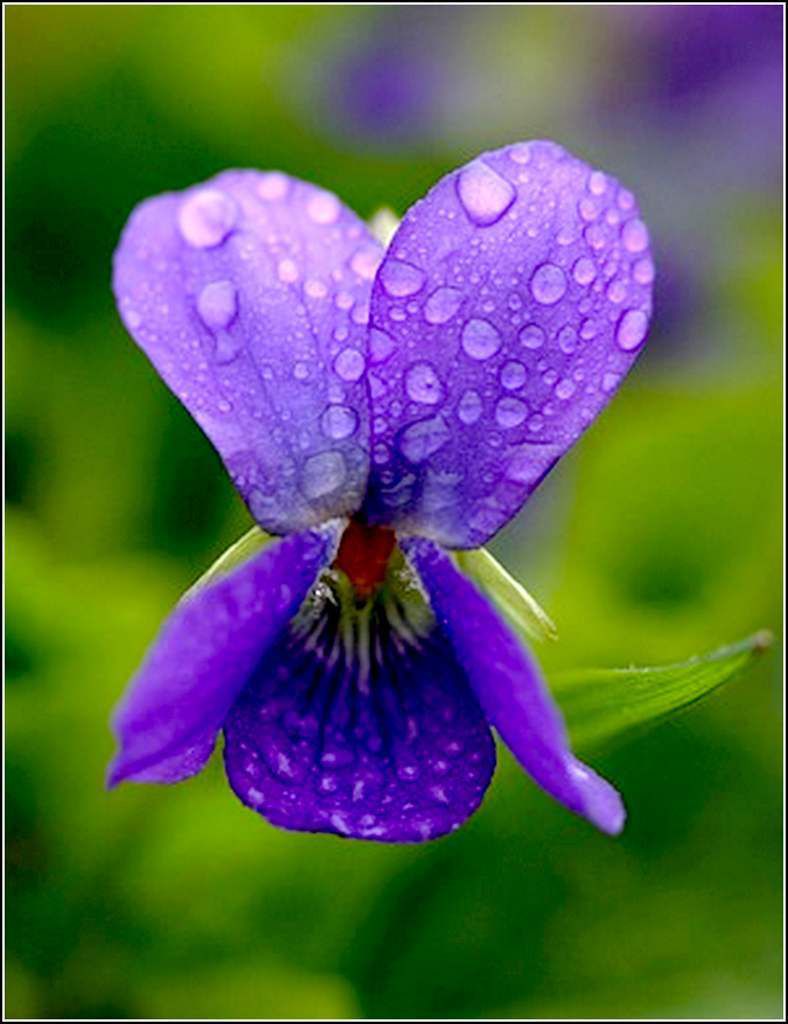 La violette dans le langage des fleurs - Balades comtoises