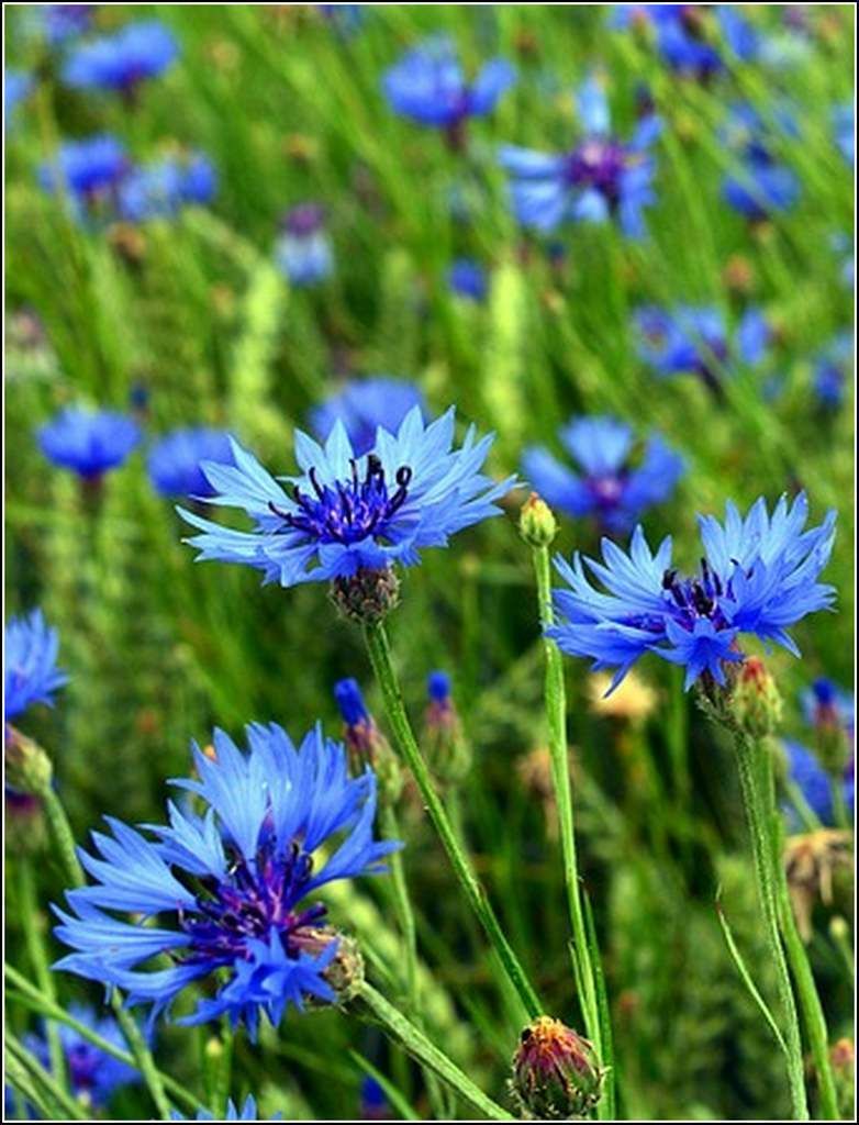 Les fleurs bleuets Balades comtoises