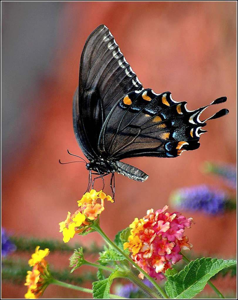 Les papillons - machaon noir