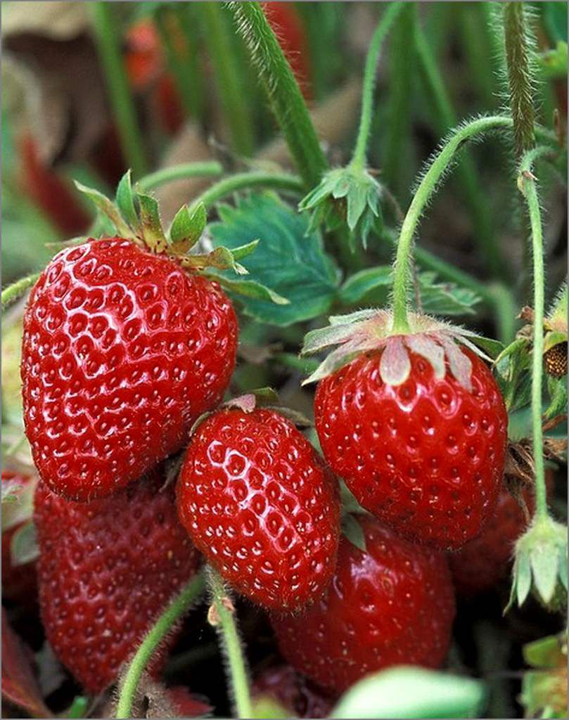 Les fruits - fraises