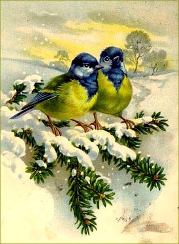 cartes illustrées vintage oiseaux