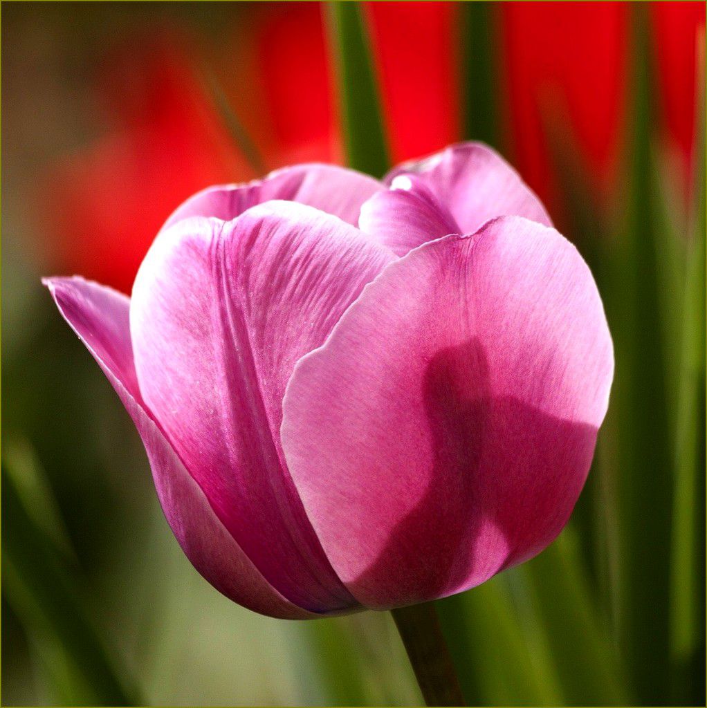 Mythologie des fleurs - la tulipe - Balades comtoises