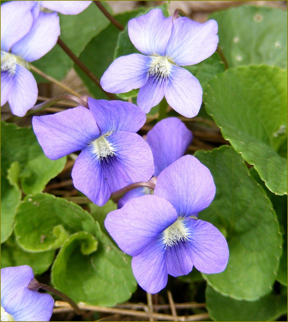 Mythologie des fleurs - la violette