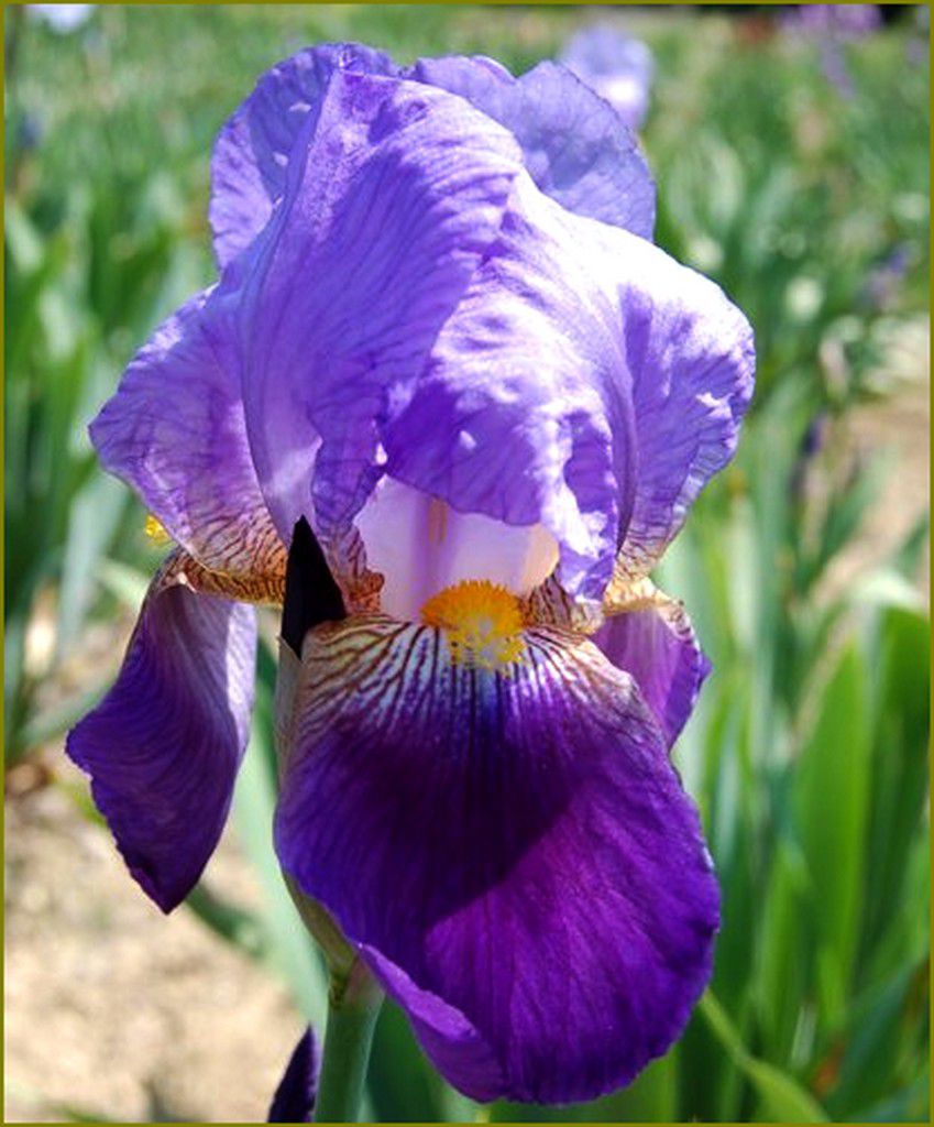 L'iris de jardin Tamerlan création Vilmorin