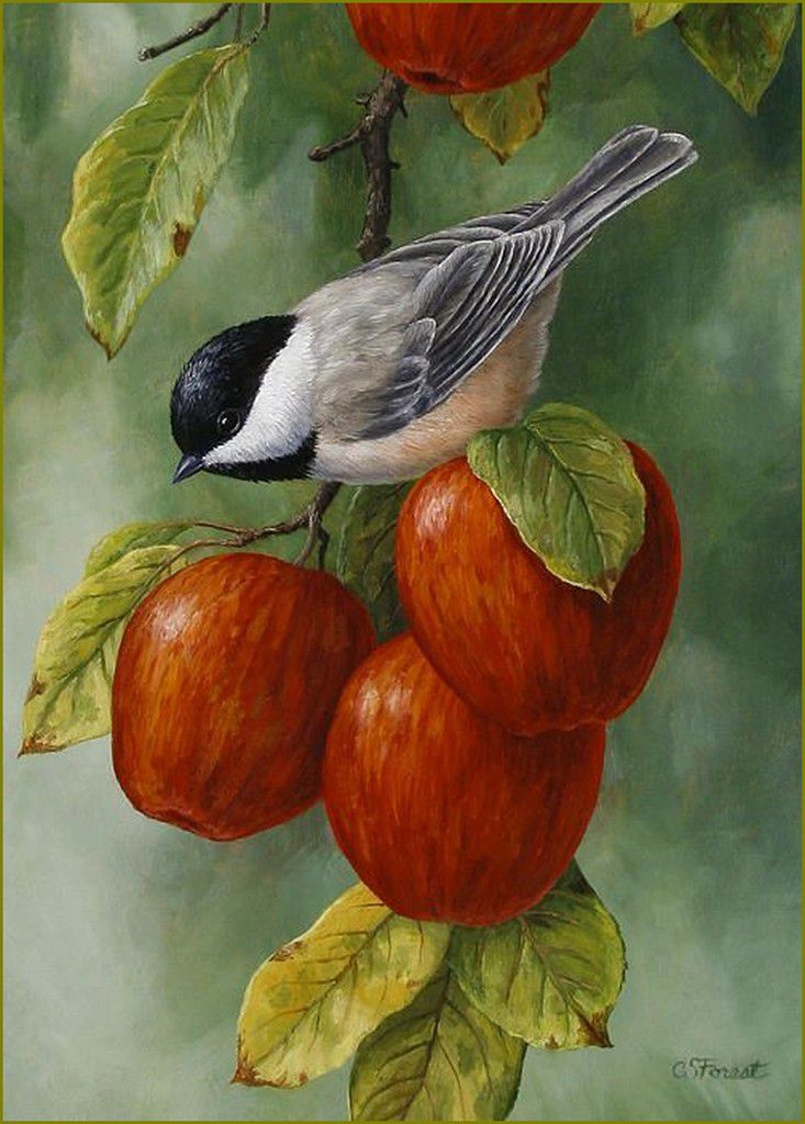 Crista Forest - pommes et oiseaux