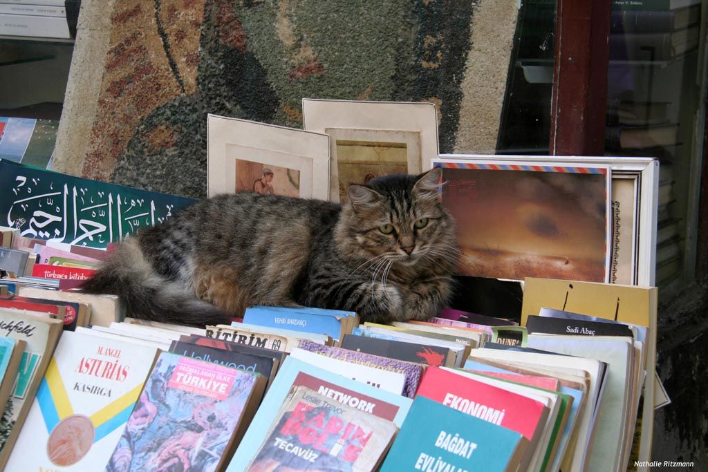 Le Culte Du Chat A Istanbul Du Bretzel Au Simit Le Culte Du Chat A Istanbul Du Bretzel Au Simit