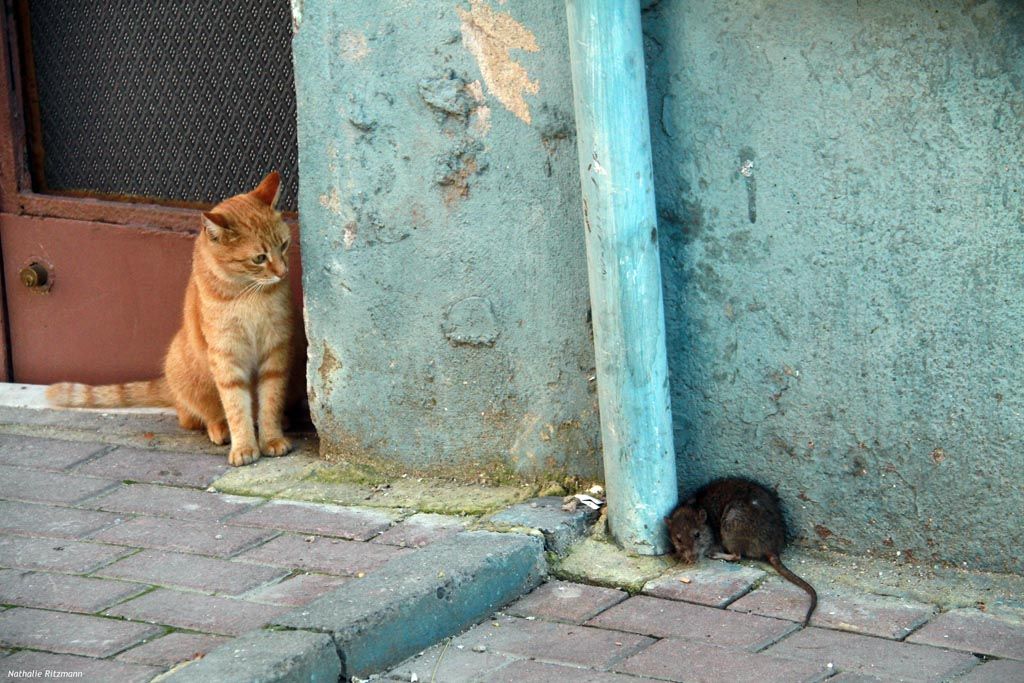 Le Culte Du Chat A Istanbul Du Bretzel Au Simit Le Culte Du Chat A Istanbul Du Bretzel Au Simit