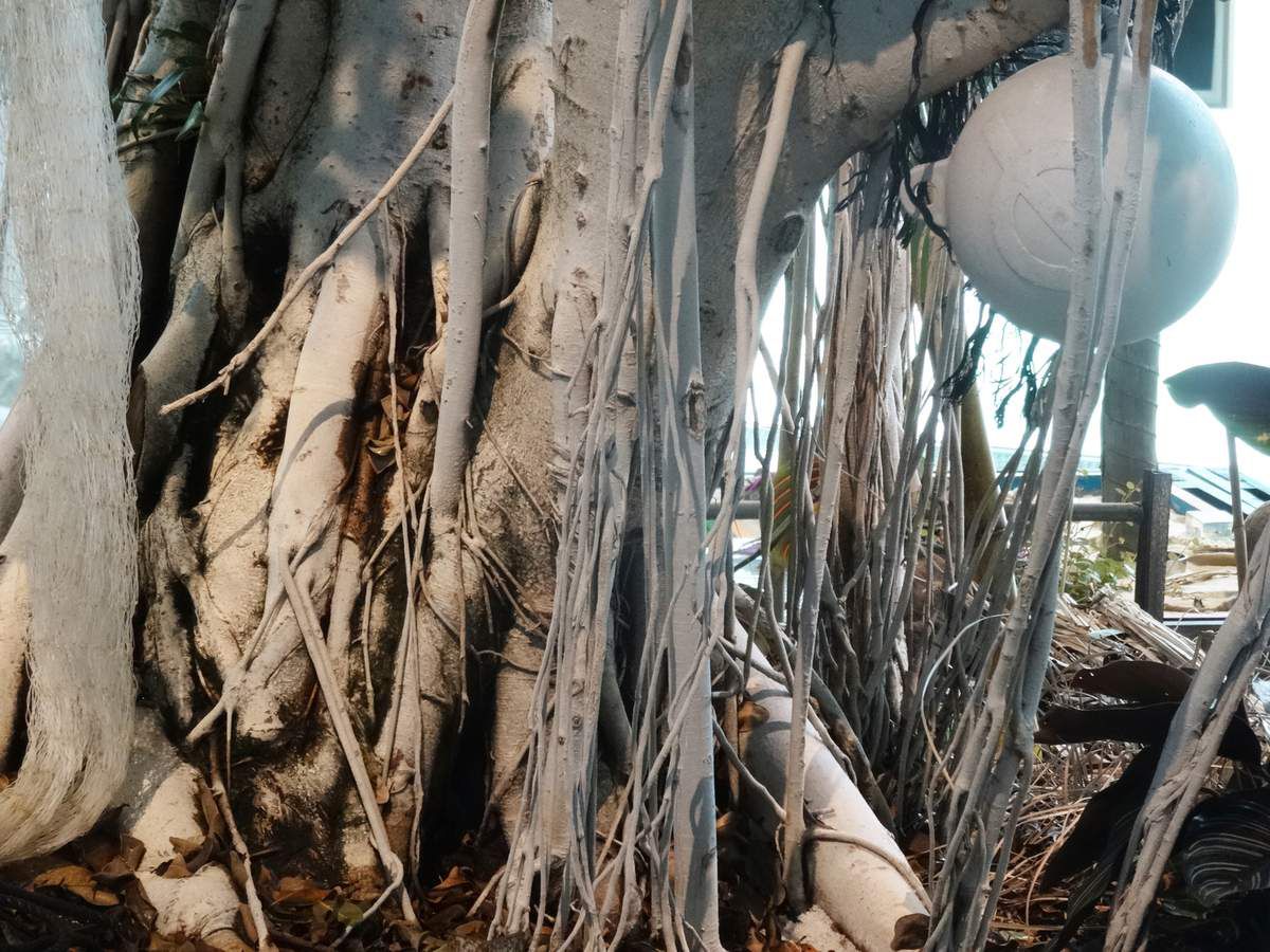 Luiz Zerbini - Table herbier - spécimen végétaux glanés au cours de ses promenades