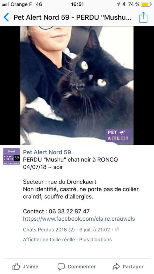 11 Les Animaux Perdus Maison Spa Tourcoing 11 Les Animaux Perdus Maison Spa Tourcoing