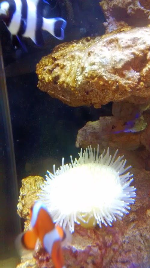 Quelques nouvelles rapides de notre aquarium