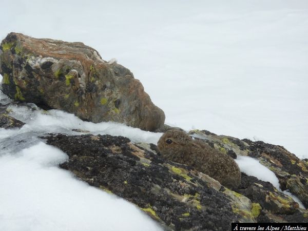 Beau petit bébé lièvre variable observé à 2400 mètres d'altitude dans le froid...