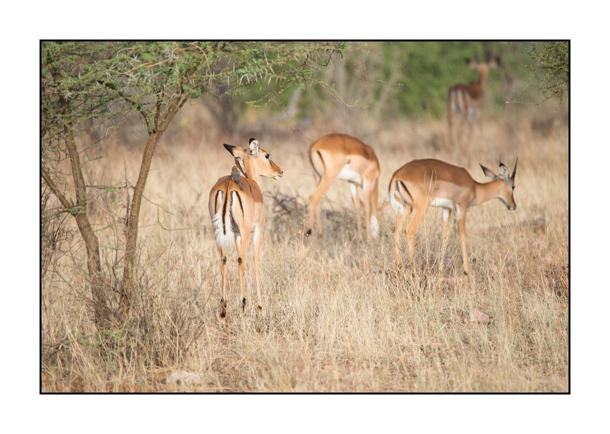 2016 Kénya : Les impalas