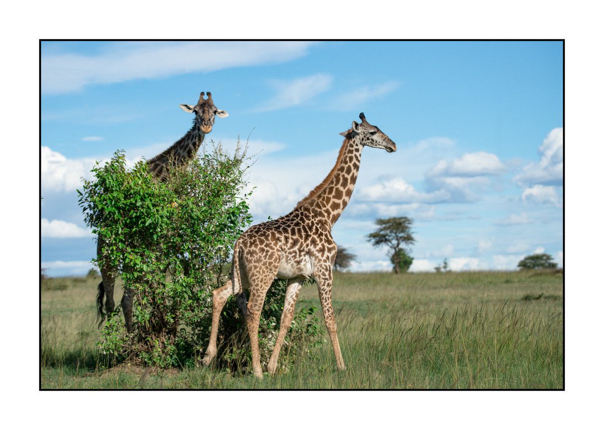 Girafe du Masaï Mara