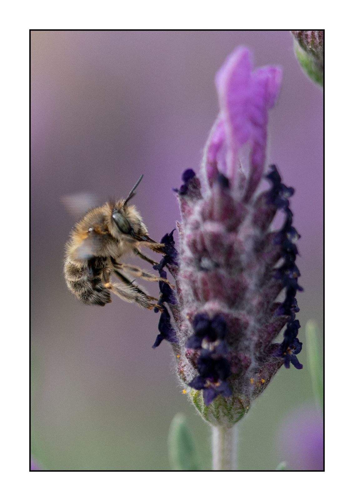 Le retour des abeilles