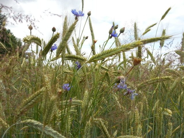 Großthiemig am 21. Juni 2015