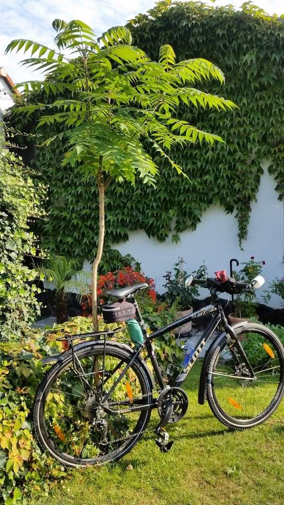 Brockenvorbereitungstraining mit Kürbiseinlage