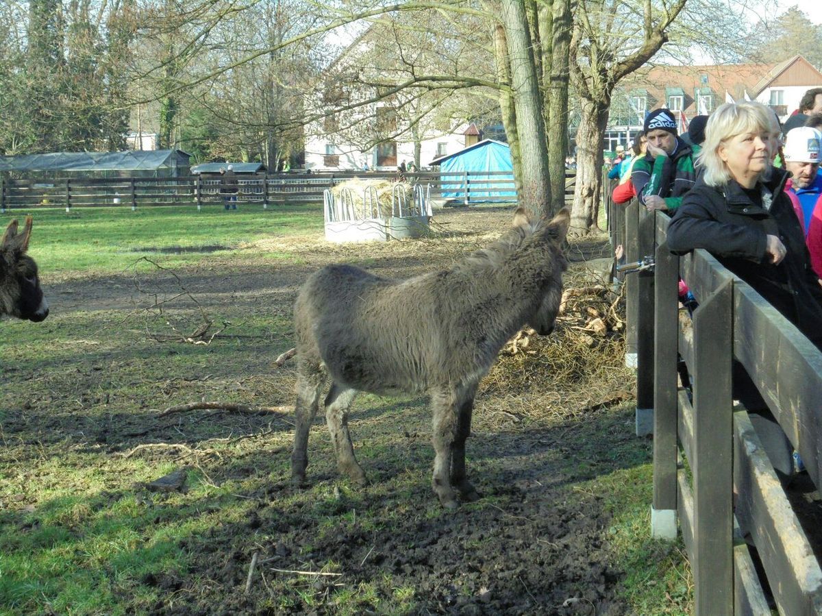 Frostwiesenlauf am 7. Februar 2016, Gerhard Adolph und mehr!