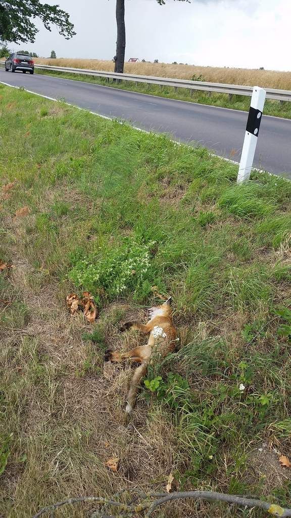 Den oder die Fuchs/Füchsin hatte ich in letzter Zeit jeden Morgen an der Straße laufen sehn. Spezialisiert auf totgefahrene Tiere...brauchte diese nur aufsammeln! Und nun?