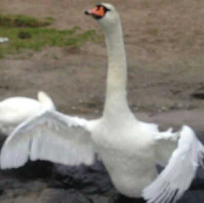 August 2016- jetzt gibt es für mich kein zurück mehr