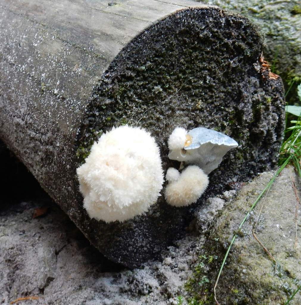 Ein Bastei-Kurzroman