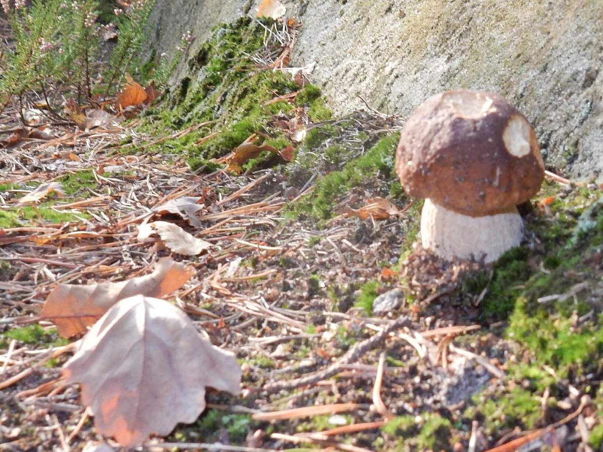 Ein Bastei-Kurzroman