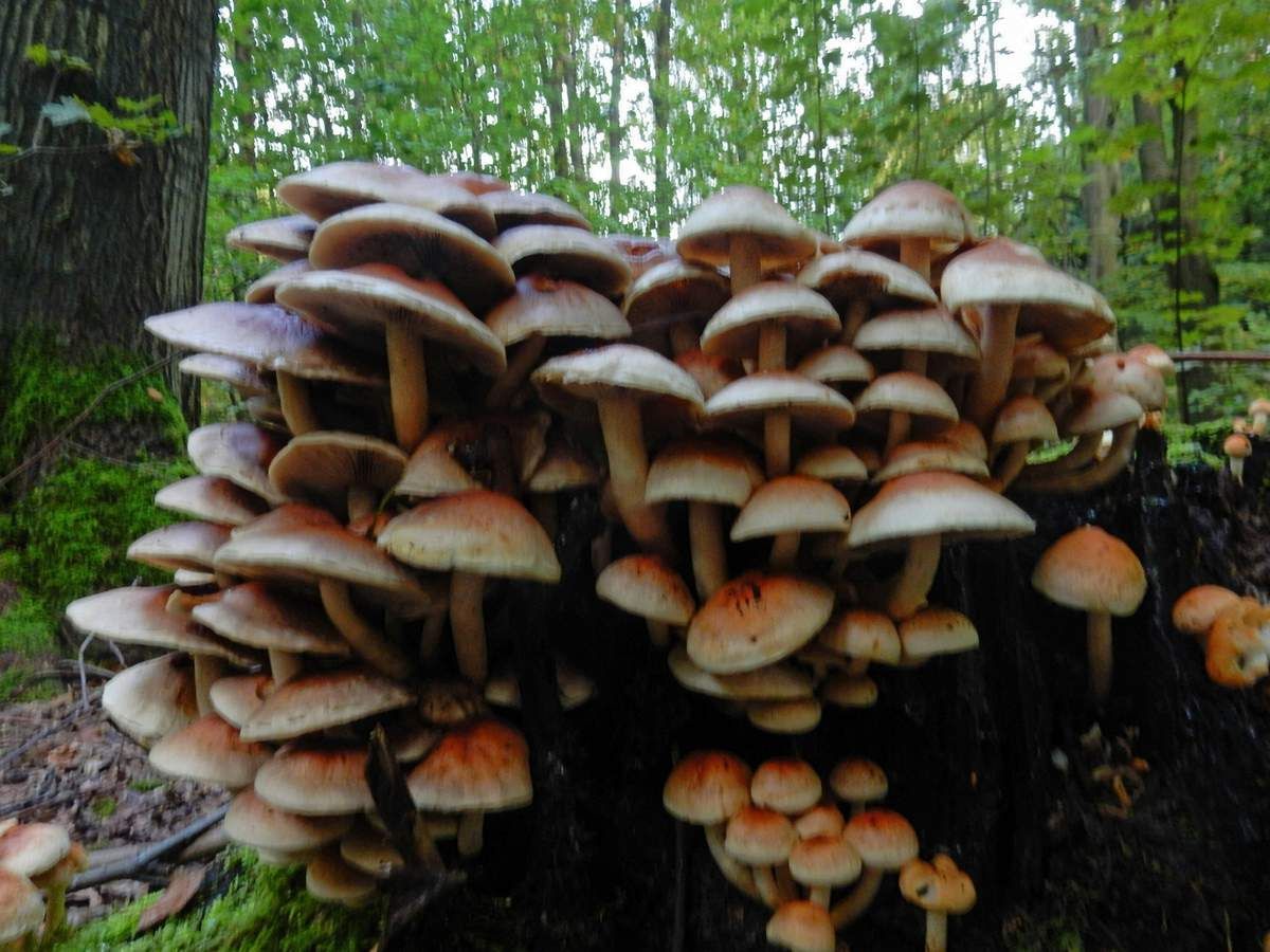 Ein Bastei-Kurzroman