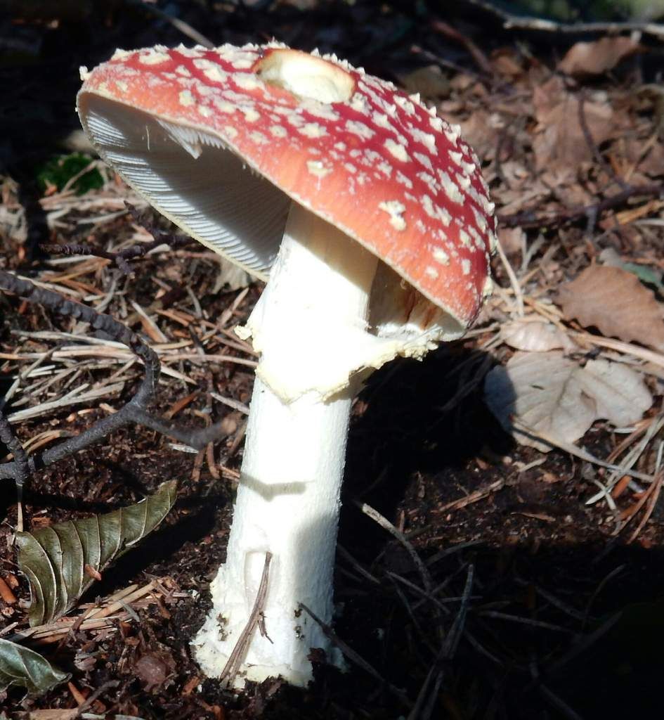 Ein Bastei-Kurzroman