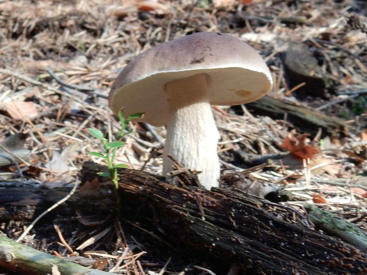 Ein Bastei-Kurzroman