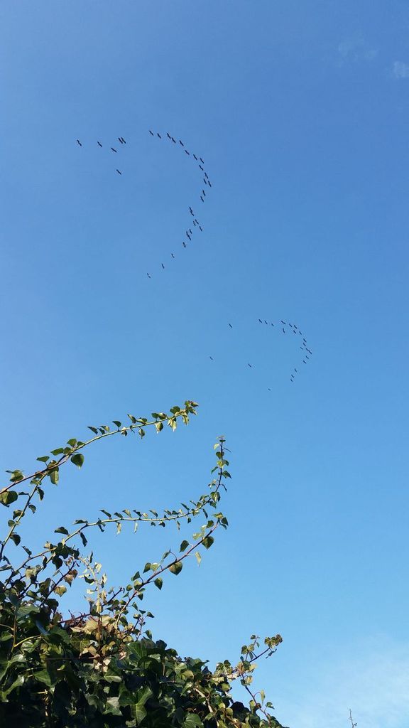 Der erste Frühlingstag! Man konnte sogar den ganzen Tag im Freien verbringen. Also Räder- und Gartenpflege. Die Kraniche sind wieder im Anflug. Die zurückgelegte Radstrecke konnte ich weitestgehend auf GPSIS nachvollziehen.
