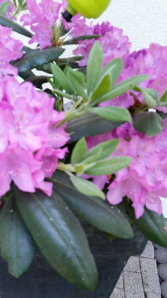 Pflanzen kurz vor dem Verdursten-da musste das Wasser geteilt werden. Hier entsteht mal eine Teichlandschaft.