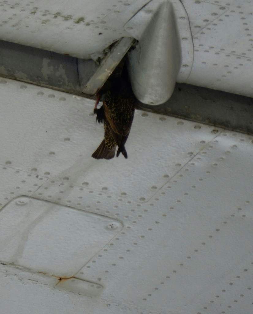 Training für die 300 Km MSR Rundfahrt und der älteste Flugplatz der Welt !