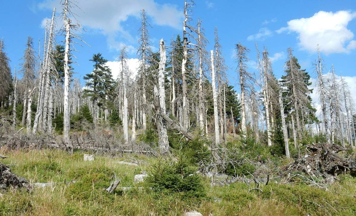 Alle Bilder, die einen Aufstieg zum Brocken zeigen sind gestellt, denn hochwärts ging es ohne Halt!