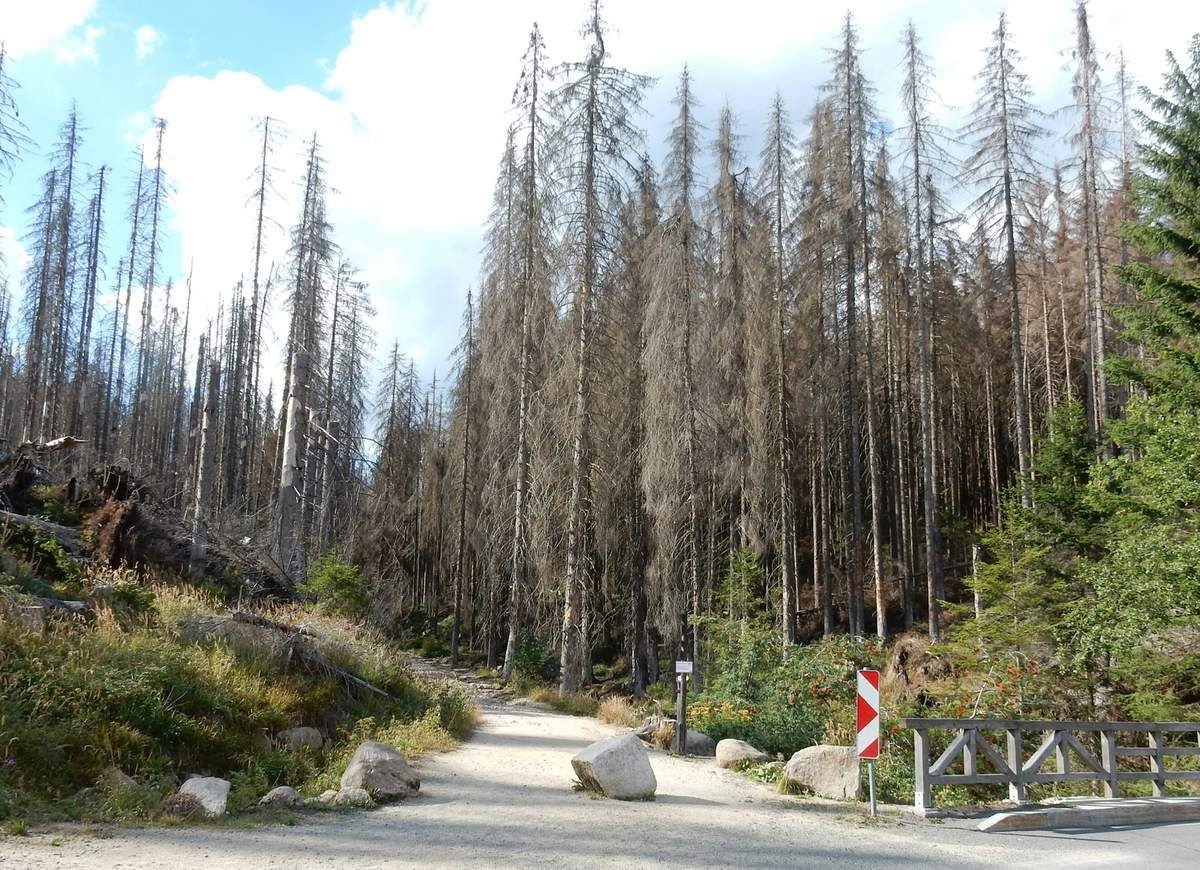 Alle Bilder, die einen Aufstieg zum Brocken zeigen sind gestellt, denn hochwärts ging es ohne Halt!