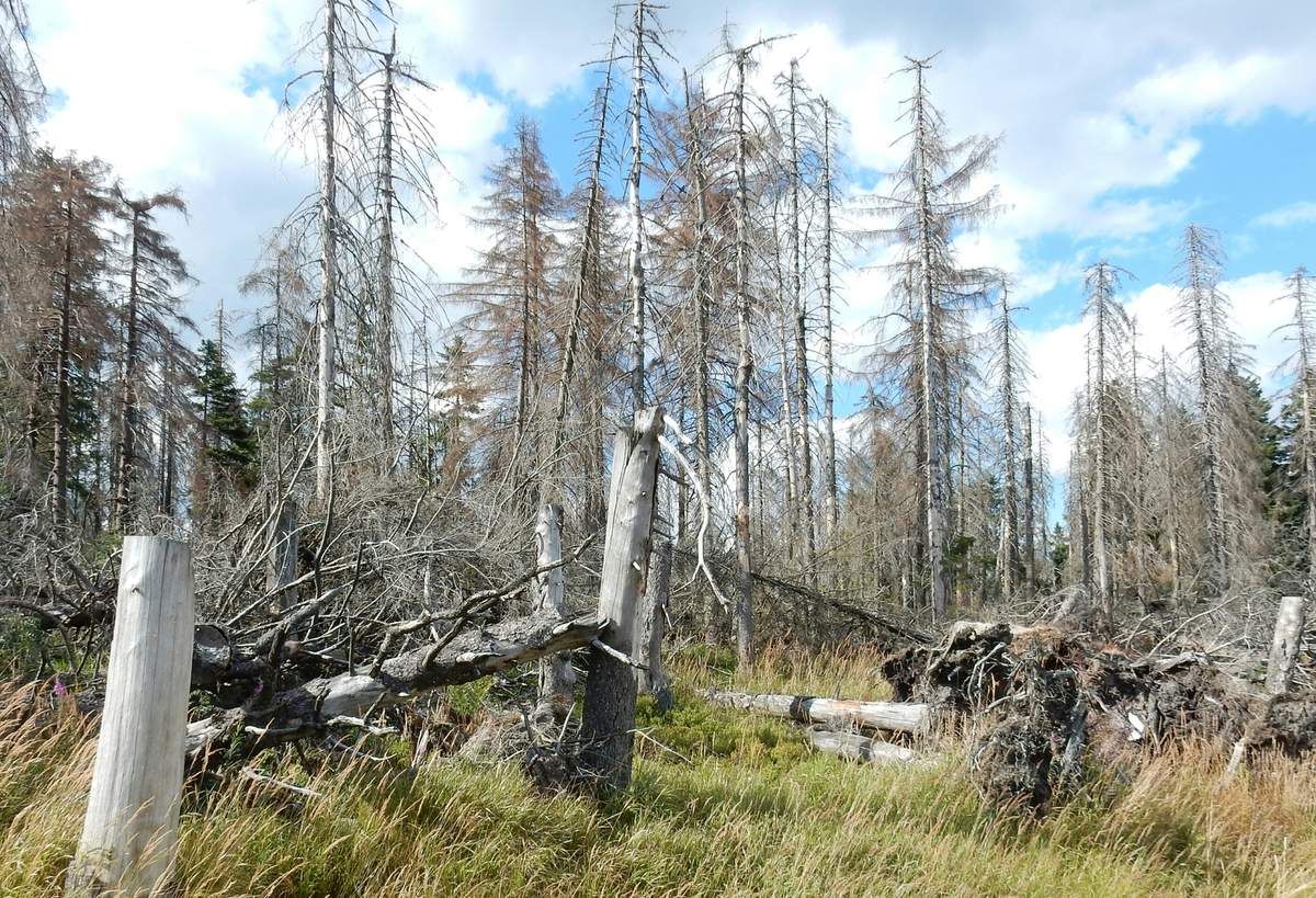 Alle Bilder, die einen Aufstieg zum Brocken zeigen sind gestellt, denn hochwärts ging es ohne Halt!