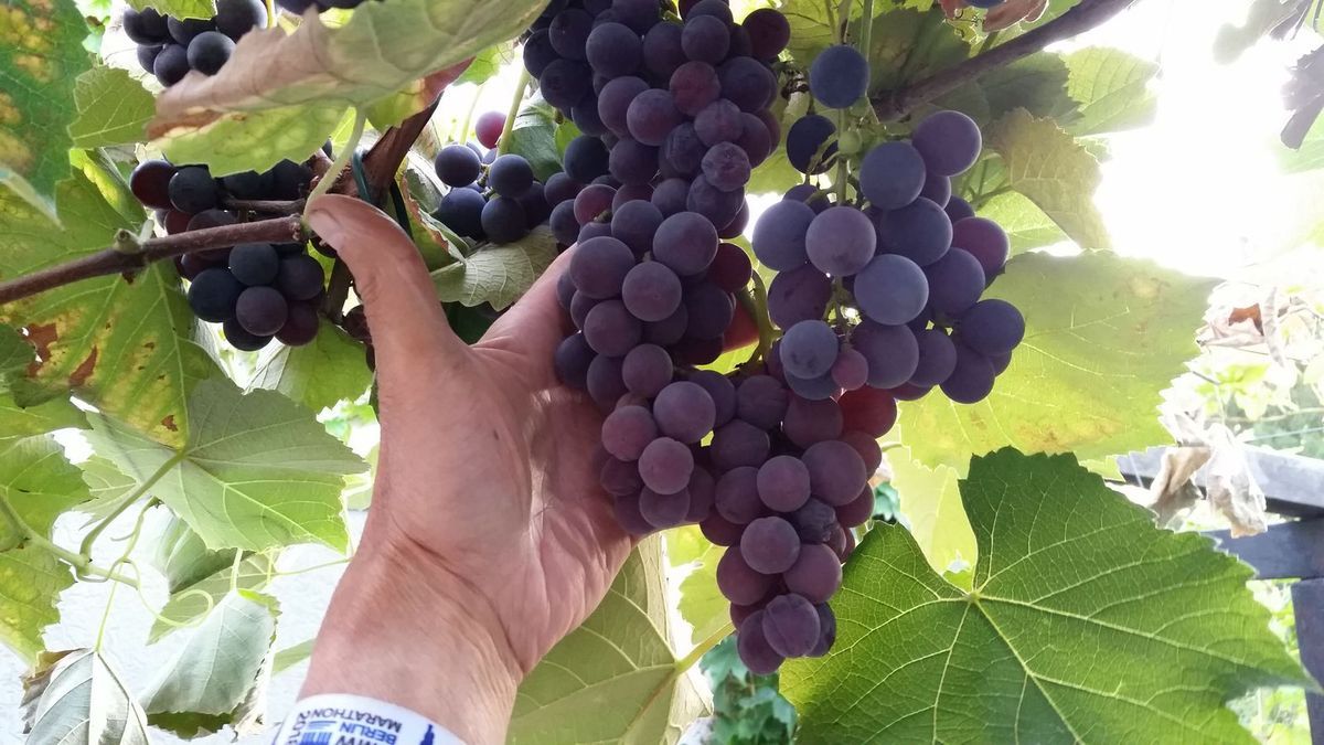 Mein 25. Berlin Marathon