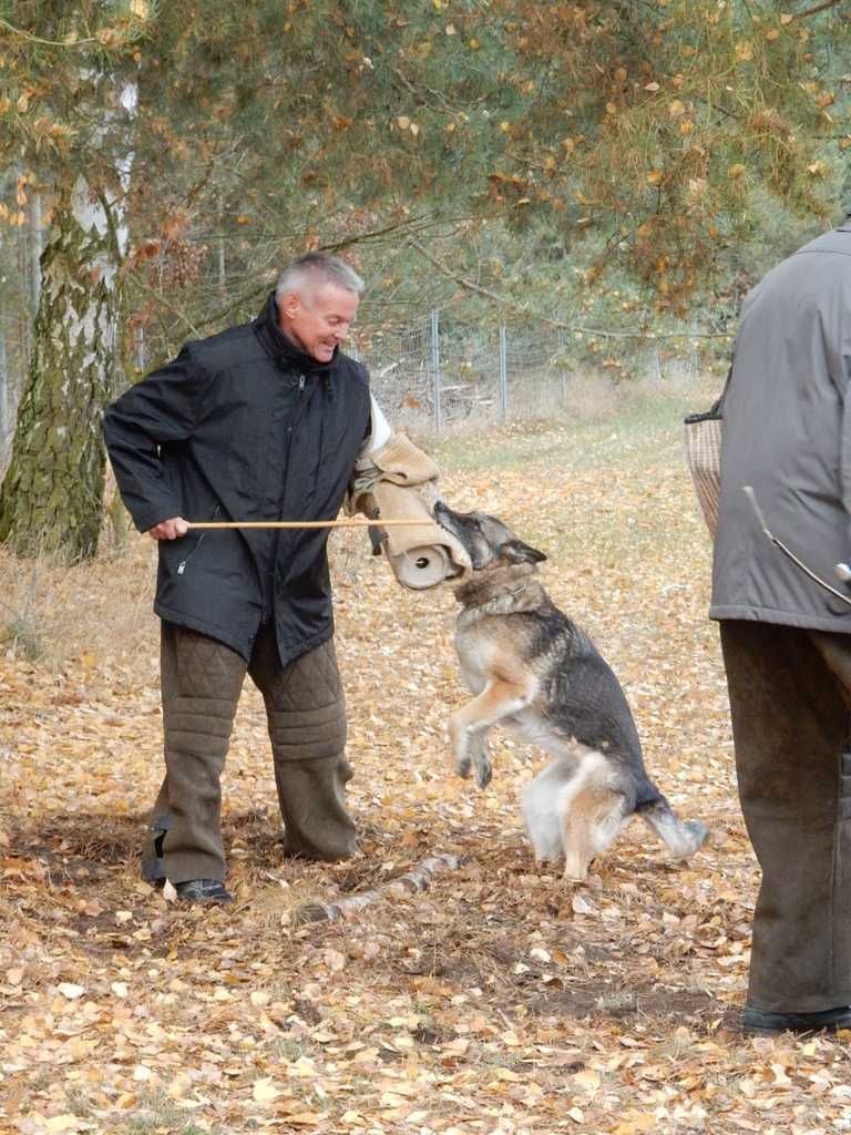 Wölfe kamen erst in den letzten Jahren in diese mir bekannte Regionen. Leider zu spät für mich! Aber ich war ja am Knappensee und da in der Nähe des Fledermausschlosses, gibt es ein ausgewiesenes Areal... .