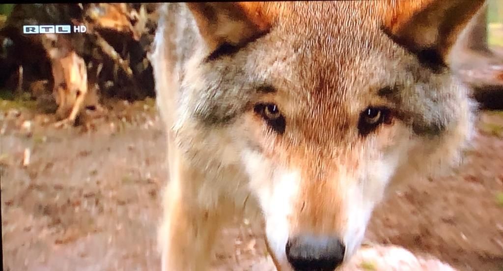 Wölfe kamen erst in den letzten Jahren in diese mir bekannte Regionen. Leider zu spät für mich! Aber ich war ja am Knappensee und da in der Nähe des Fledermausschlosses, gibt es ein ausgewiesenes Areal... .