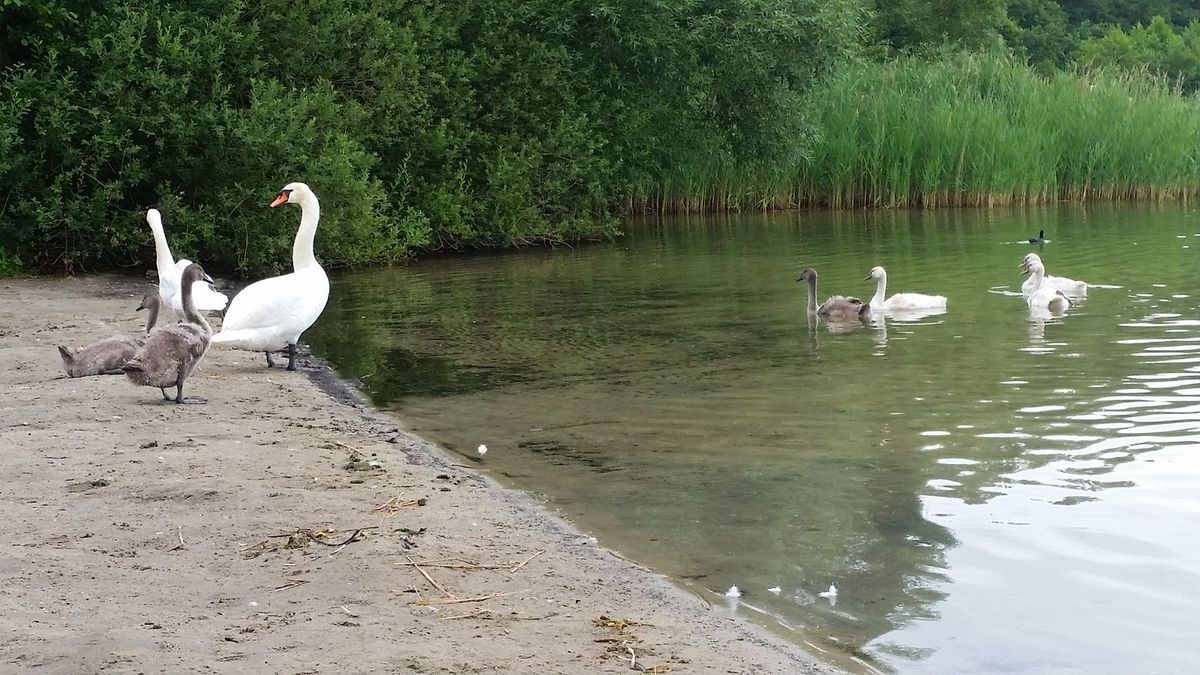 Regeneratives Radfahren, Schwimmen, Gehen, Radflicken und wieder Radfahren