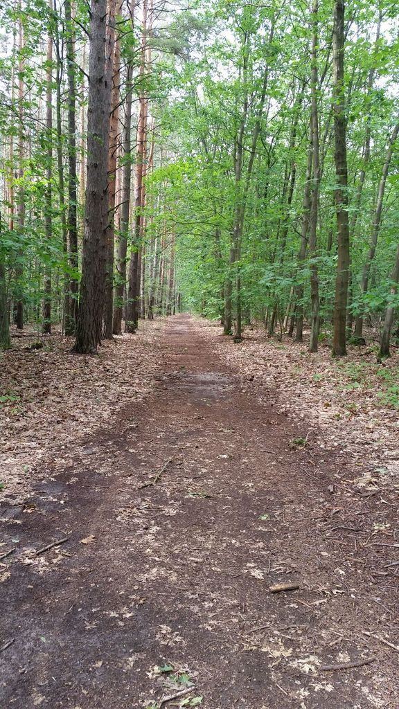 Regeneratives Radfahren, Schwimmen, Gehen, Radflicken und wieder Radfahren